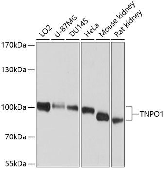 TNPO1 Antibody in Western Blot (WB)