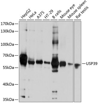 USP39 Antibody in Western Blot (WB)