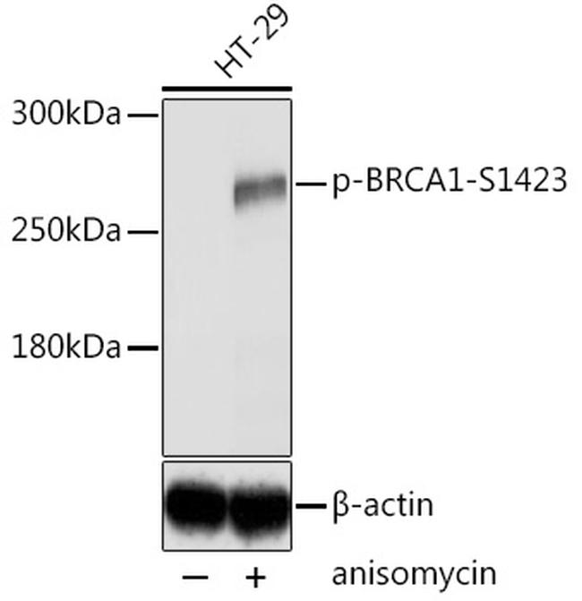Phospho-BRCA1 (Ser1423) Antibody in Western Blot (WB)
