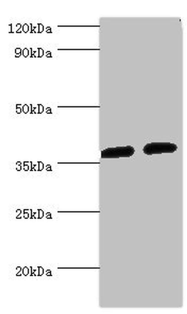 AKR1C3 Antibody in Western Blot (WB)