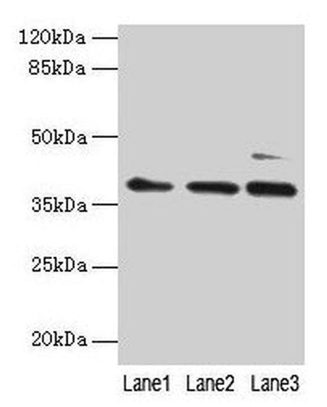 MRPL3 Antibody in Western Blot (WB)