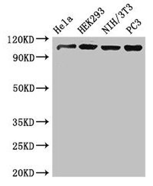 NUP107 Antibody in Western Blot (WB)