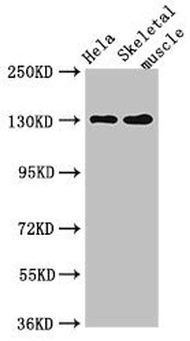 PER3 Antibody in Western Blot (WB)