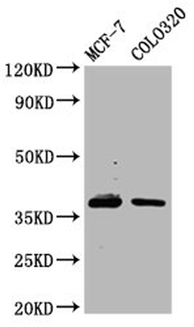 PGRP-1a Antibody in Western Blot (WB)