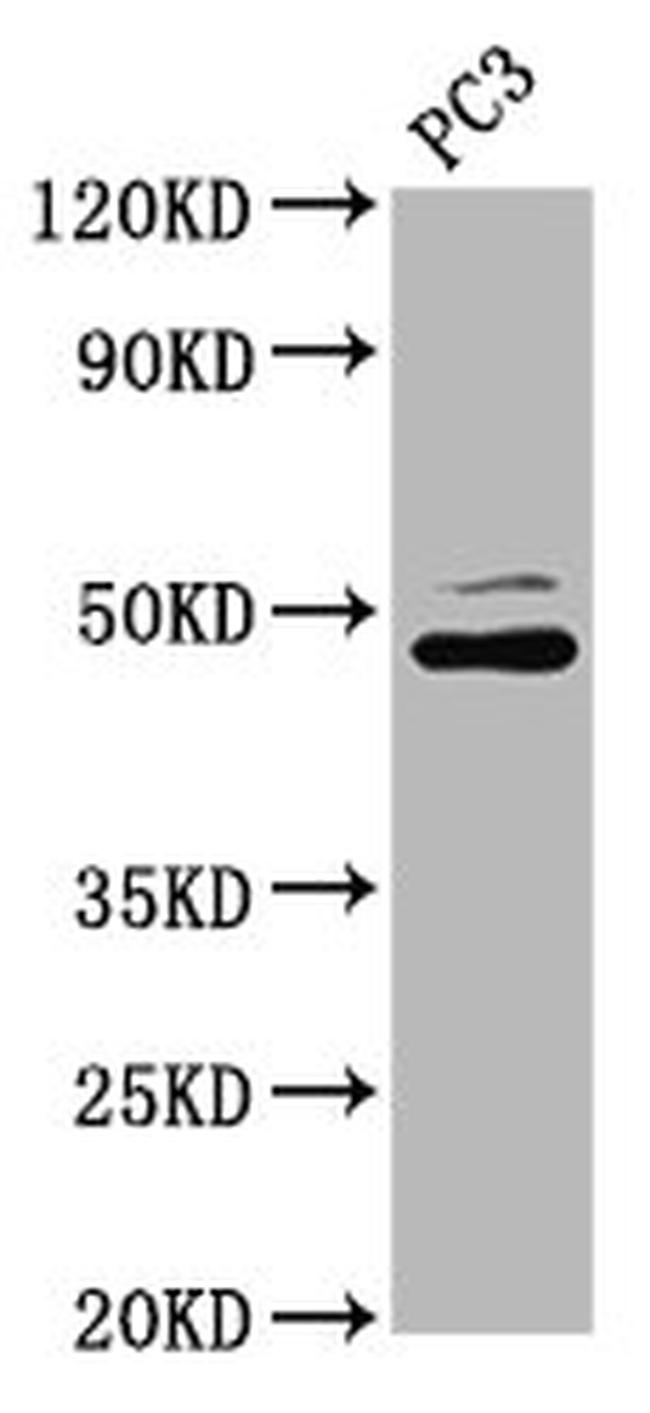 SEC14L2 Antibody in Western Blot (WB)