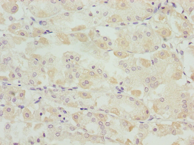 SNAP29 Antibody in Immunohistochemistry (Paraffin) (IHC (P))