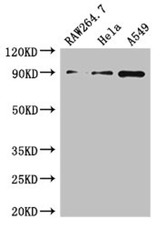 A20 Antibody in Western Blot (WB)