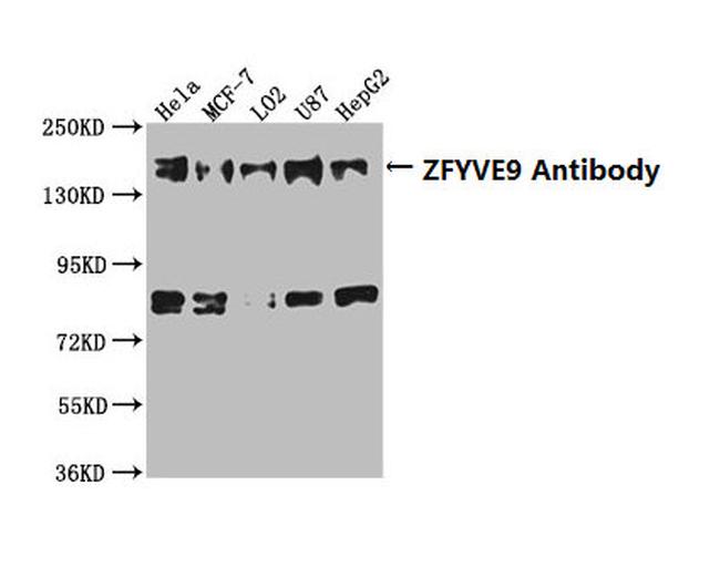 ZFYVE9 Antibody in Western Blot (WB)