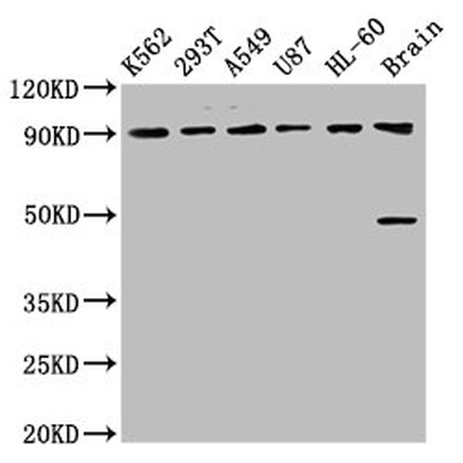 OCA2 Antibody in Western Blot (WB)
