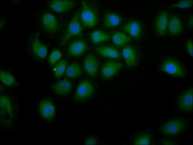 PDE9A Antibody in Immunocytochemistry (ICC/IF)
