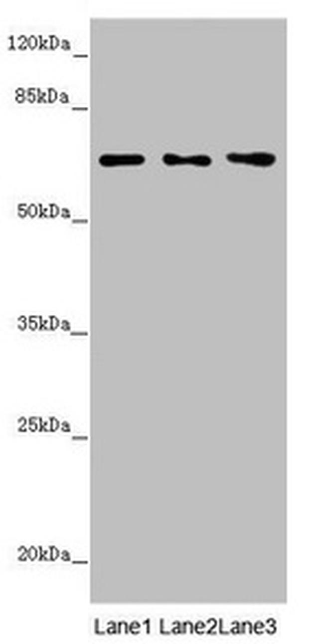 Unc18-2 Antibody in Western Blot (WB)