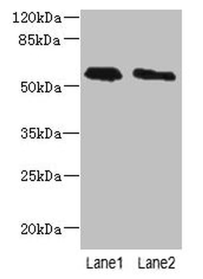 PLD4 Antibody in Western Blot (WB)