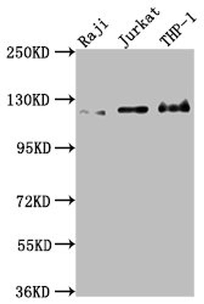MICAL1 Antibody in Western Blot (WB)