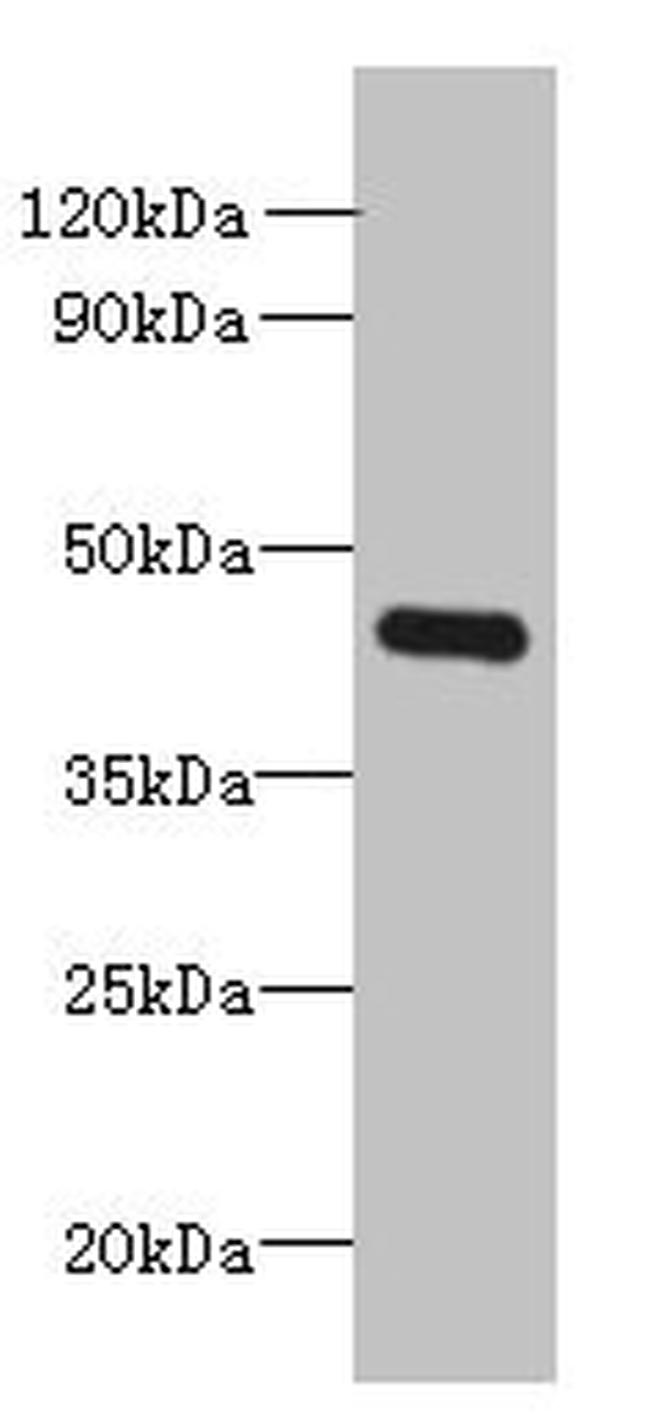 FAM105A Antibody in Western Blot (WB)