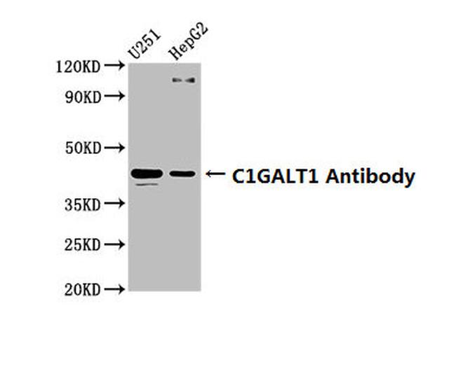 C1GALT1 Antibody in Western Blot (WB)