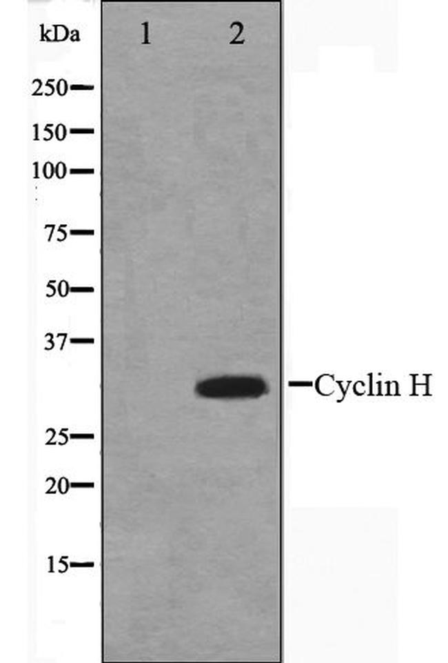 Cyclin H Antibody in Western Blot (WB)
