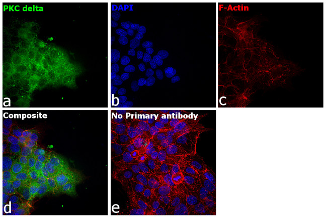 PKC delta Antibody in Immunocytochemistry (ICC/IF)