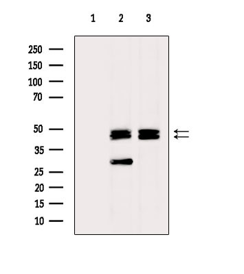 NFATC2IP Antibody in Western Blot (WB)