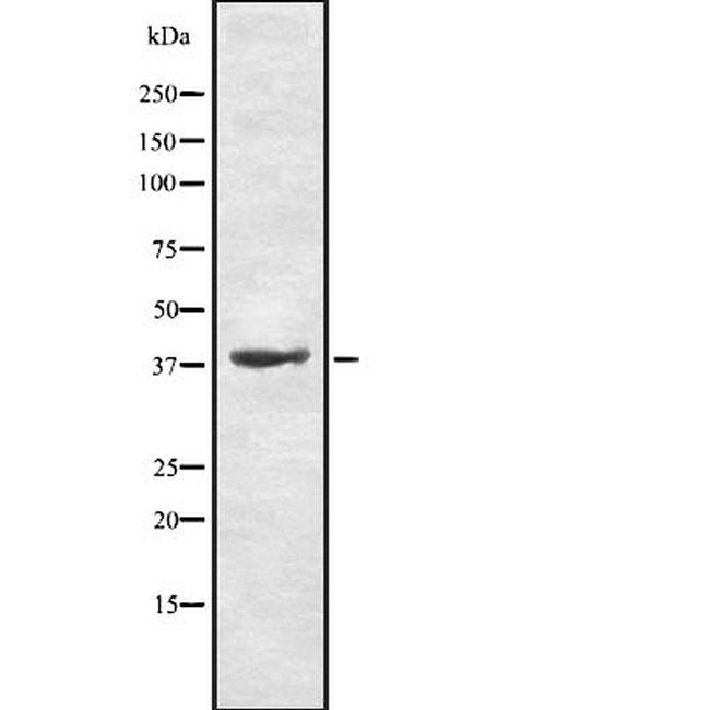 TAAR9 Antibody in Western Blot (WB)