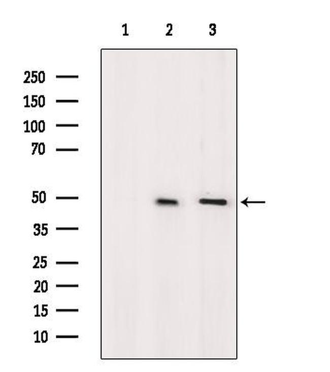 OR52H1 Antibody in Western Blot (WB)