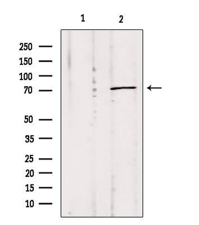 MPP5 Antibody in Western Blot (WB)