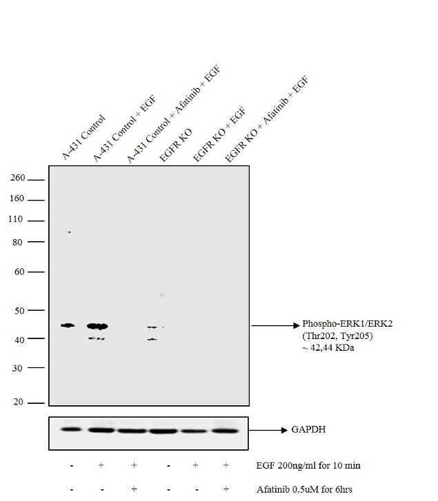 Phospho-ERK1 (Thr202, Tyr205) Antibody