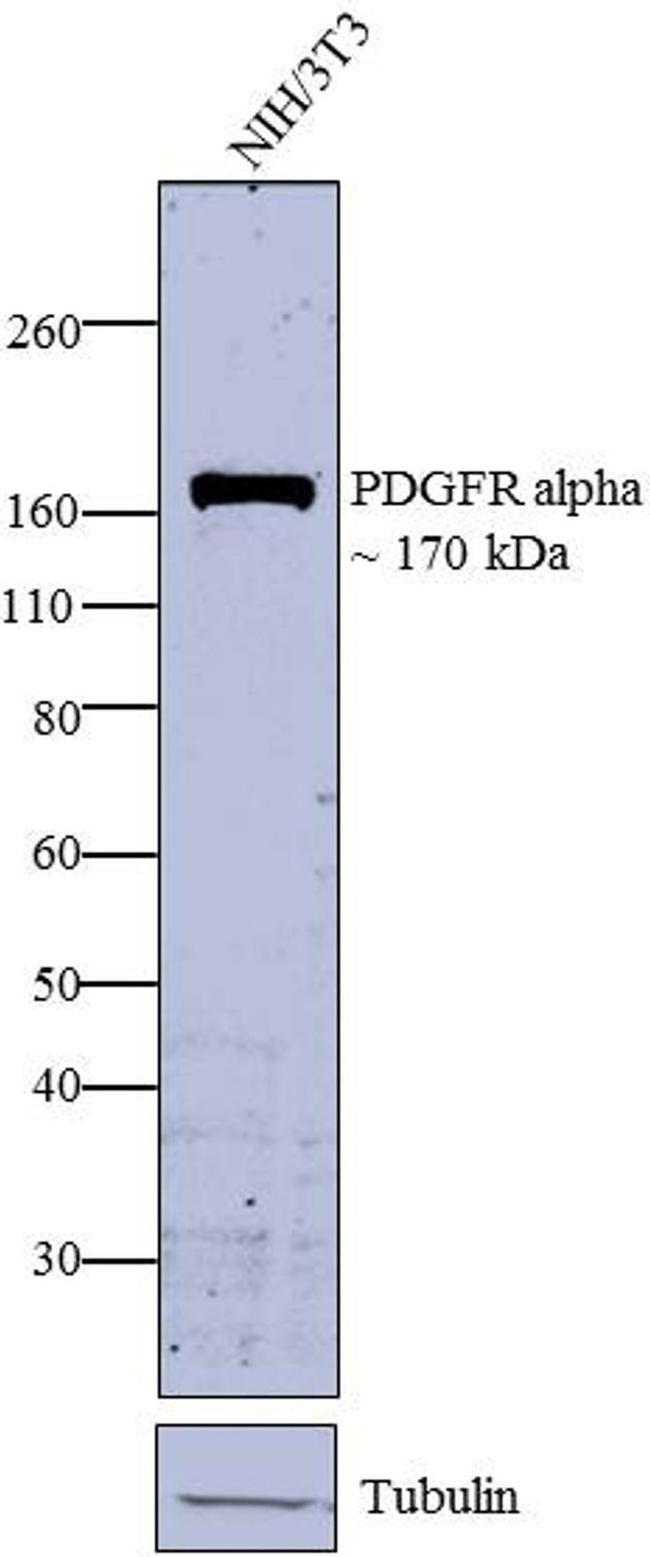 PDGFRA Antibody in Western Blot (WB)