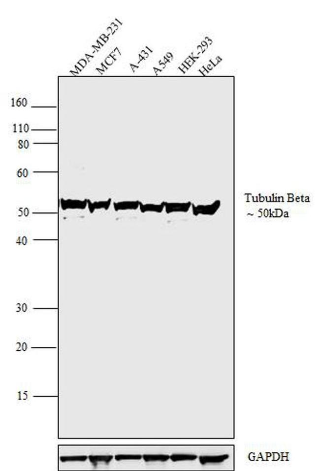 beta Tubulin Antibody in Western Blot (WB)