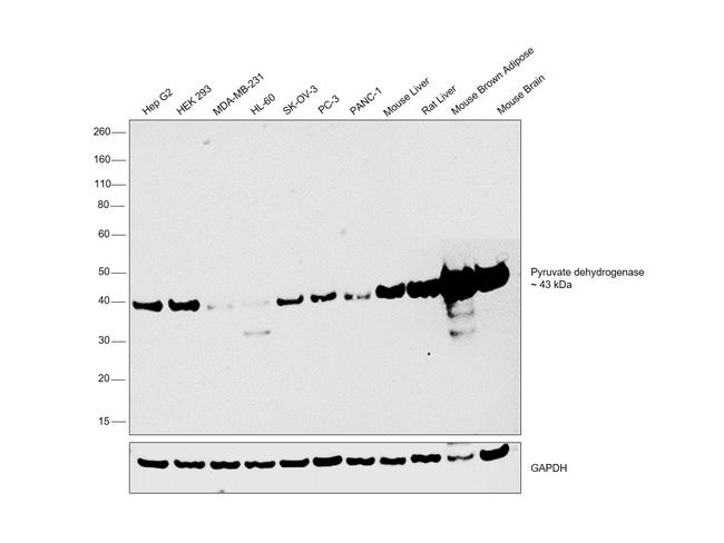 PDHA1/PDHA2 Antibody in Western Blot (WB)