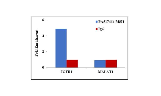 MSI1 Antibody in RNA Immunoprecipitation (RIP)