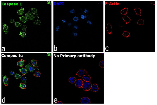 Caspase 1 Antibody in Immunocytochemistry (ICC/IF)