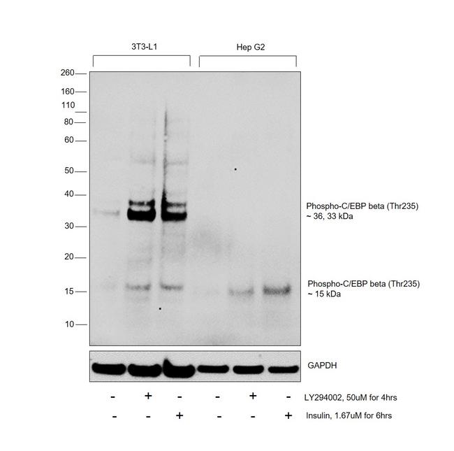 Phospho-C/EBP beta (Thr235) Antibody in Western Blot (WB)