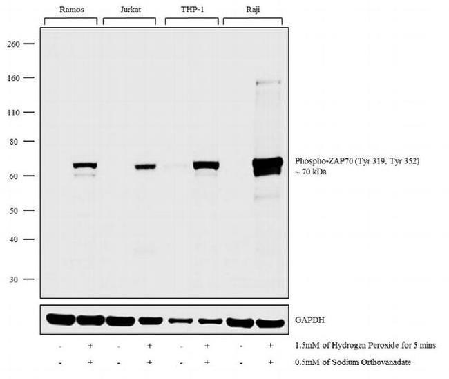 Phospho-ZAP70/Syk (Tyr319, Tyr352) Antibody in Western Blot (WB)