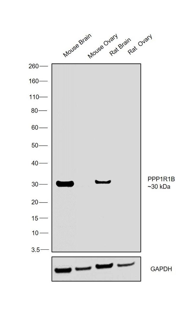 DARPP-32 Antibody in Western Blot (WB)