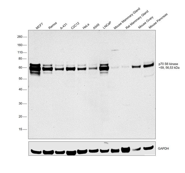 p70 S6 Kinase Antibody in Western Blot (WB)