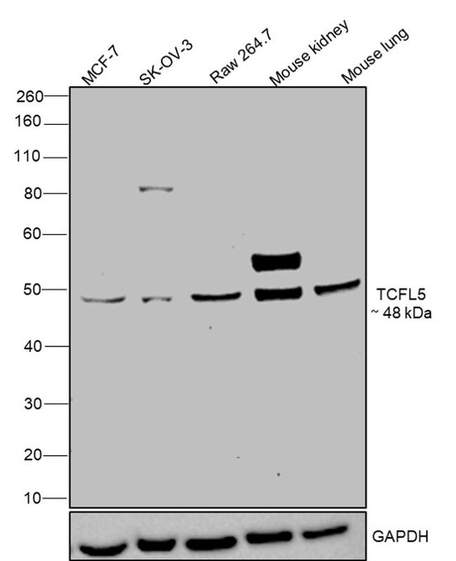 TCFL5 Antibody in Western Blot (WB)