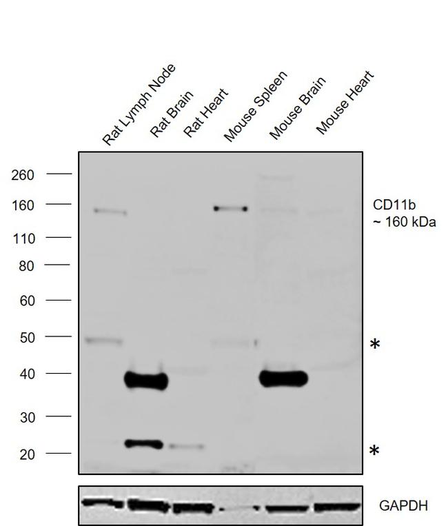 CD11b Antibody in Western Blot (WB)