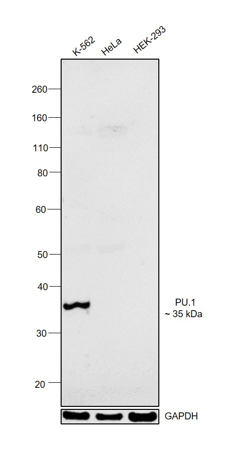 PU.1 Antibody