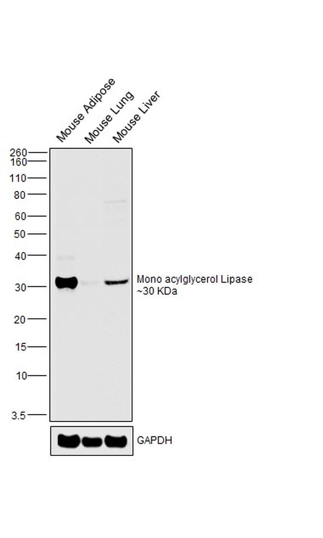 Monoacylglycerol Lipase Antibody in Western Blot (WB)