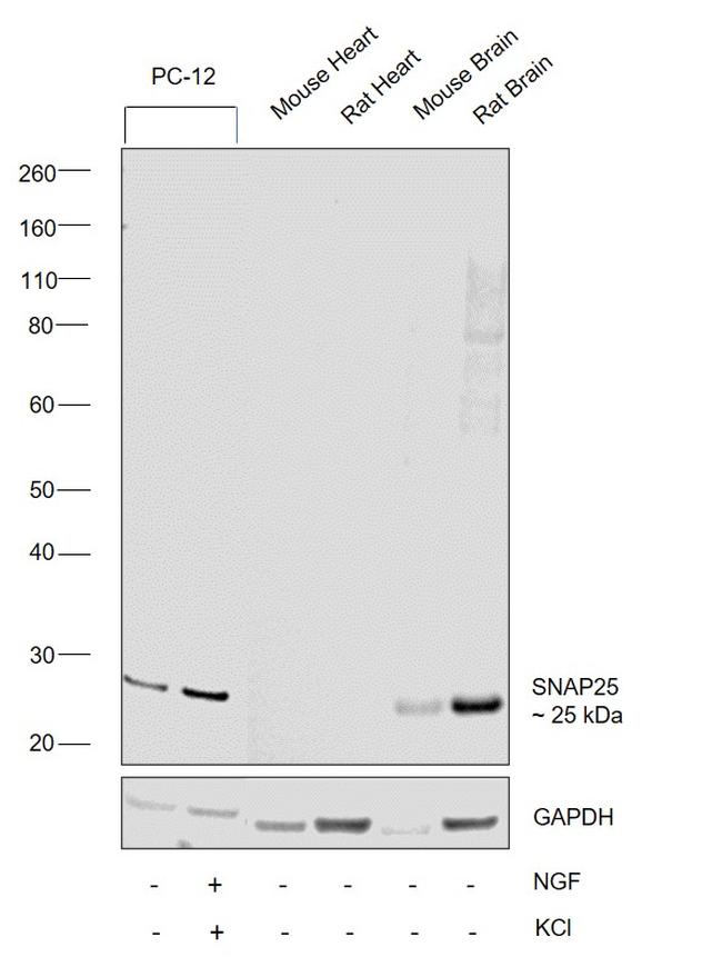 SNAP25 Antibody in Western Blot (WB)
