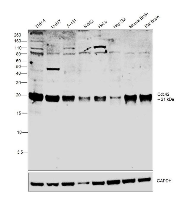 Cdc42 Antibody in Western Blot (WB)