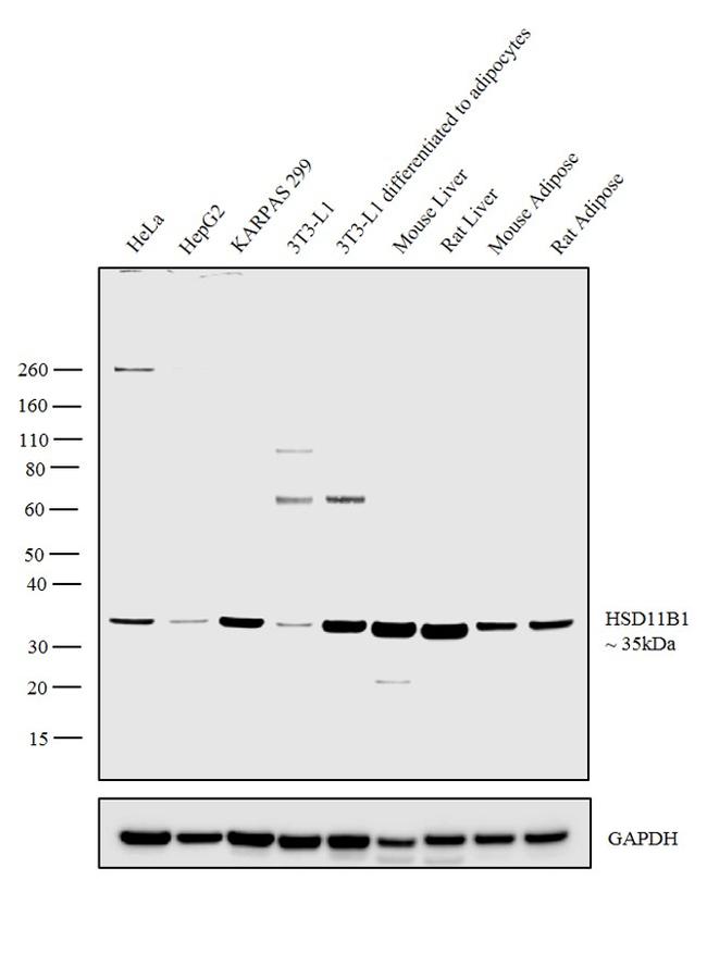 HSD11B1 Antibody in Western Blot (WB)
