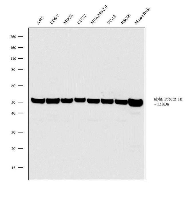 Tubulin alpha-1B Antibody in Western Blot (WB)