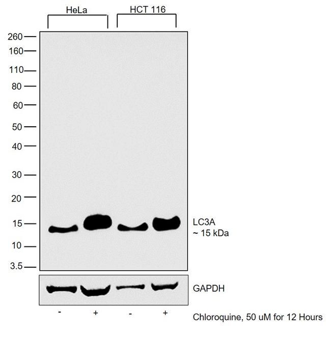 LC3A Antibody in Western Blot (WB)