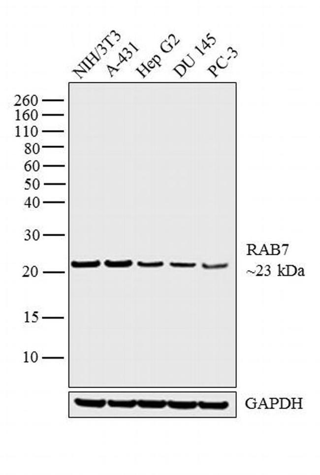 RAB7 Antibody in Western Blot (WB)