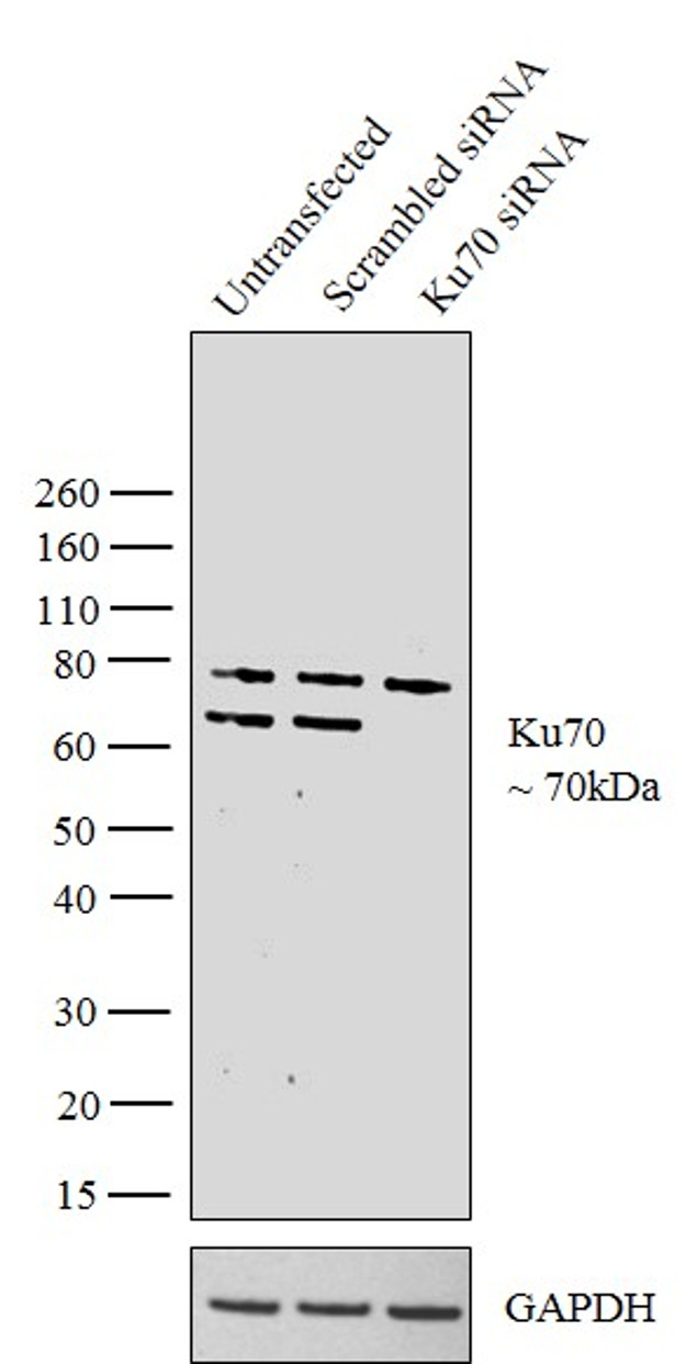 Ku70 Antibody