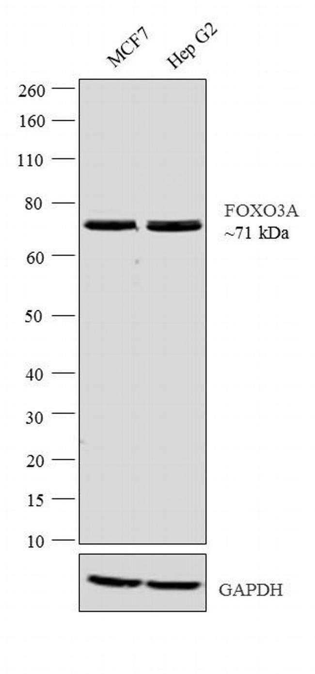 FOXO3A Antibody in Western Blot (WB)