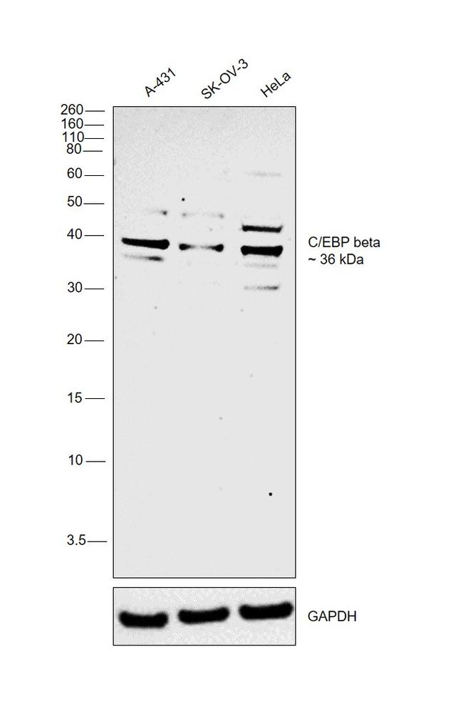 C/EBP beta Antibody in Western Blot (WB)