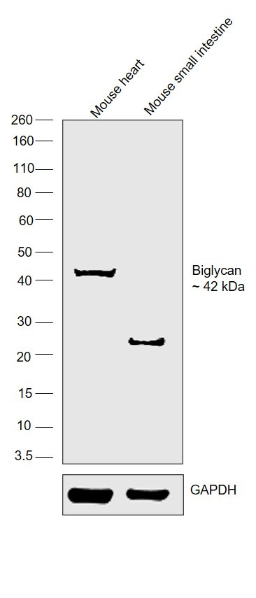 Biglycan Antibody