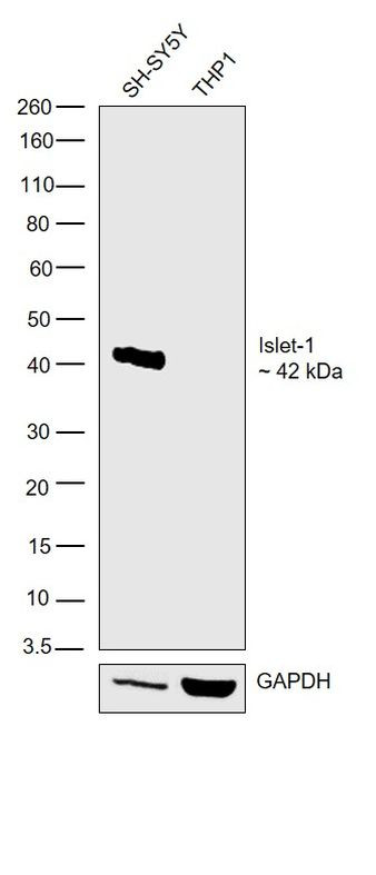 ISL1 Antibody